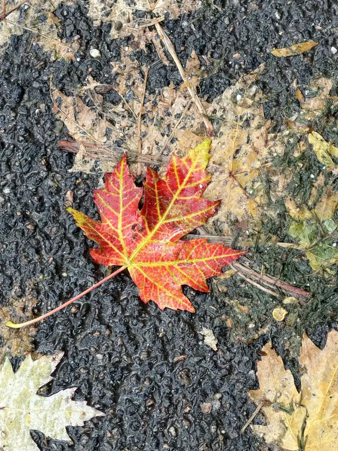 Autumn on the cobbles, photographed by Jeremy